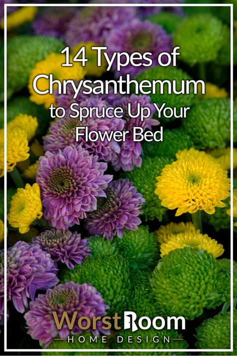 types of chrysanthemum Chrysanthemum Garden Ideas, Crysanthemum Tattoo Colored, Mums Flowers Drawing, Crysathumums Flower, Flower Types Chart, Chrysanthemum Varieties, Chrysanthemum Flower Garden, Crysantenum Flower, Crysanthemum Flower