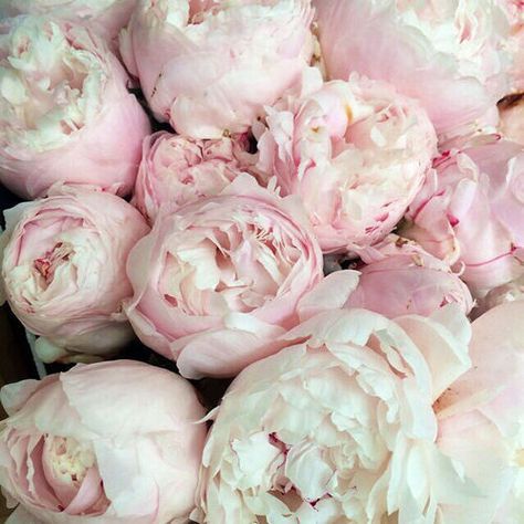 amarepervivere: More? 2014 Girly Aesthetic, Katie Fitch, Tumblr Girly Aesthetic, Tumblr Girly Aesthetic 2013, Dolls Aesthetic, Southern Preppy, Peonies Season, Steel Magnolias, Coquette Vintage