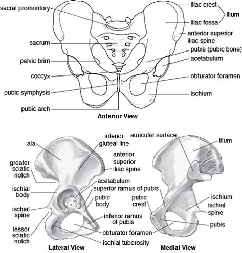 Pelvis Drawing Anatomy, Hip Bone Drawing, Pelvic Girdle Anatomy Drawing, Pelvic Girdle Anatomy, Pelvic Bone Anatomy, Pelvis Anatomy Study, Pelvis Diagram, Femur Bone Anatomy, Frontal Bone Anatomy