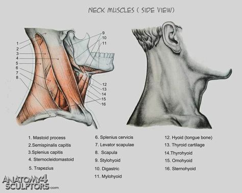 Human Anatomy Reference, Neck Muscles, Male Figure Drawing, Man Anatomy, 얼굴 드로잉, Anatomy Tutorial, Person Drawing, Human Anatomy Drawing, Human Figure Drawing