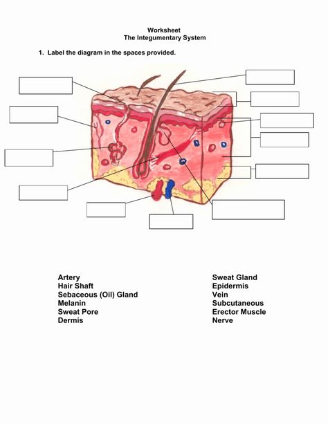 Integumentary System Worksheet Answers Awesome Inside Out Anatomy the Integumentary System – Chessmuseum Template Library Skin Diagram, Excretory System, Cells Worksheet, Skin Anatomy, Integumentary System, Writing Websites, Structure And Function, Term Paper, Myself Essay