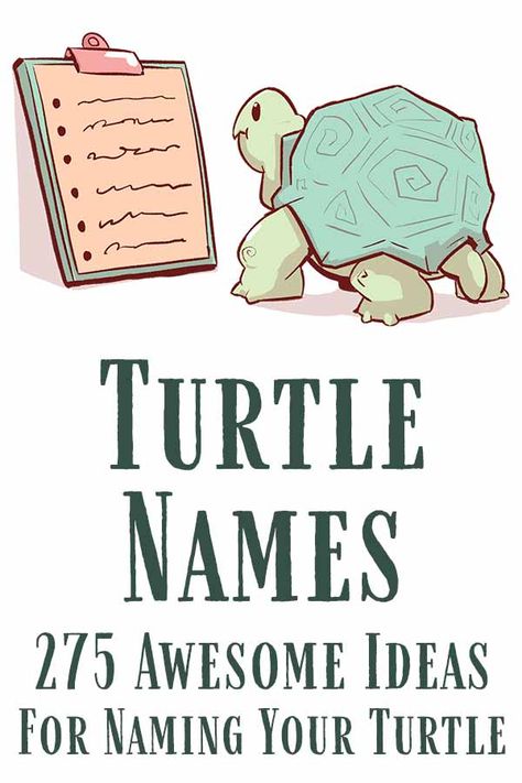 Names For Tortoises, Tortoise Name Ideas, Turtle Names Ideas, Names For Turtles, Indian Star Tortoise, Beach House Names, Turtle Facts, Red Footed Tortoise, Eastern Box Turtle