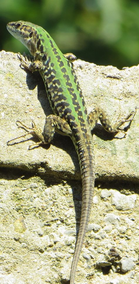 A green lizard climbing a wall. #Reptiles #Lizard #Animals Reptile Pictures, Colorful Reptiles, Lizard Pictures, Lizard Photography, Colorful Lizards, Big Lizard, Green Lizard, Amazing Frog, Reptile Terrarium