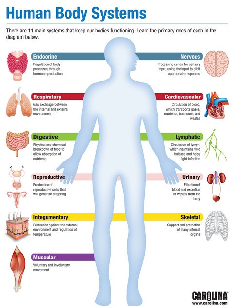 Infographic - Human Body Systems Human Body System, Sistem Saraf, Human Body Organs, Human Body Facts, Basic Anatomy And Physiology, Nurse Study Notes, Nursing School Survival, Human Body Anatomy, Biology Lessons