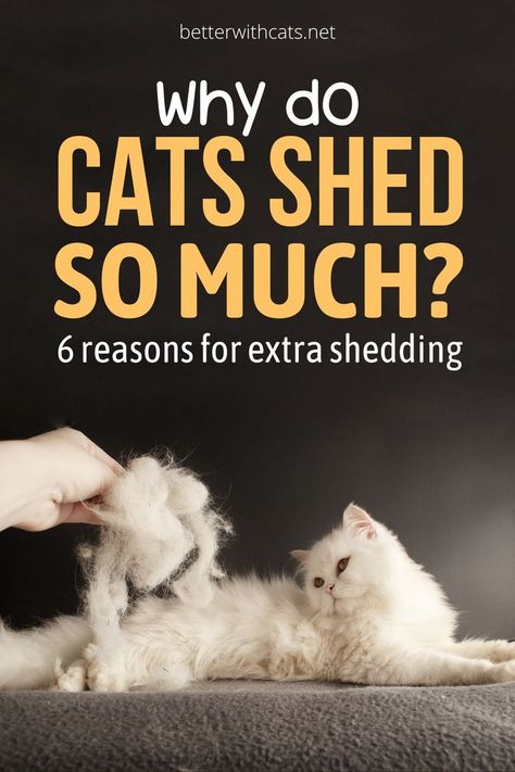 Wondering why cats shed so much? We've researched 6 reasons that explain excess shedding in your furry feline friend! Cat Shedding Solutions, Cat Remedies, Hair Shedding Remedies, Obese Cat, Big Sheds, Pregnant Cat, Cat Parents, Older Cats, Cat Shedding