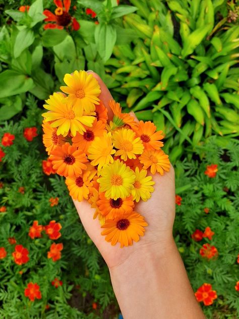 the handful of calendula flowers Calendula Flower Aesthetic, Calendula Aesthetic, Botanical Inspiration, Calendula Flowers, Country Aesthetic, Calendula Flower, Illustration Ideas, Plant Aesthetic, Favorite Flowers