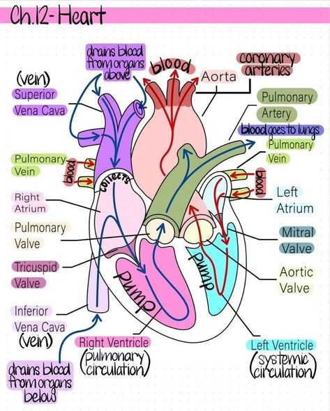 Cardiac Physiology 👨‍⚕️🏃‍♂️‍➡️ Follow @medquizzone for more medical insights : : : : : : : : : : : #usmle #plab #cardio #cardiacnurse #cardiachealth Upper Airway Anatomy, Gastrointestinal System Notes, Female Reproductive System Anatomy Notes, Emt Notes Aesthetic, Blood Anatomy Notes, Study Tips For Anatomy And Physiology, First Aid Notes, Surgeon Study Notes, Cardiothoracic Surgery Notes