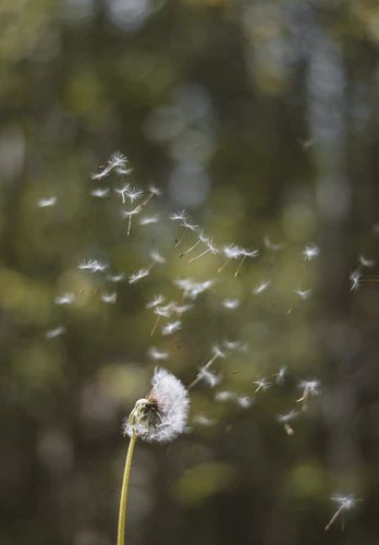 white dandelion in close up photography photo – Free Dandelion Image on Unsplash Dandelion Reference Photo, Dandelion Seeds Blowing, Dandelion Field Aesthetic, Dandelions Aesthetic, Unsplash Photography, Dandelion Images, Dandelion Blowing In The Wind, Dandelion Aesthetic, Sweet Dandelion