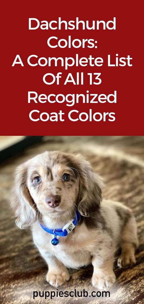 Dachshund-Colors Long Haired Dachshund Colors, Long Hair Dachshunds, Tri Merle Dachshund Long Hair, Dachshund Colors Chart, Brown And Tan Dachshund, Dapple Miniature Dachshund, Dashaund Puppies, Long Hair Dachshund Puppy, Dachshund Puppies Aesthetic