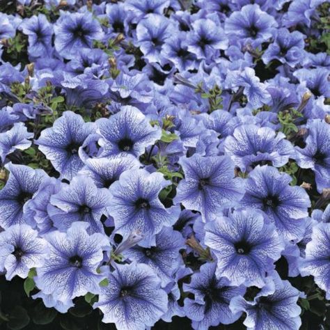 Petunia Flower, Blue Garden, Annual Flowers, Container Plants, Petunias, Flower Seeds, Large Flowers, Garden Center, Flower Beds