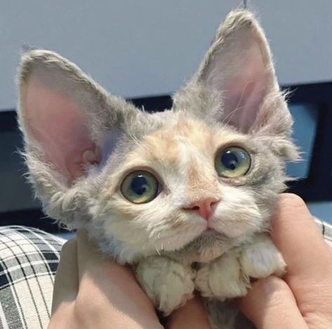 Photo Manga, Devon Rex Cats, Rex Cat, Devon Rex, Cute Cats Photos, Pretty Animals, Silly Animals, Cat Aesthetic, Funny Cute Cats