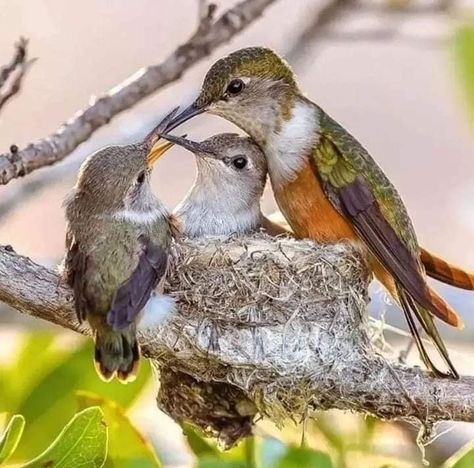 Hummingbird Drawing, Backyard Birds Sanctuary, Hummingbirds Photography, Hummingbird Photos, Hummingbird Nest, Bird Facts, Hummingbird Pictures, Humming Bird, Backyard Birds