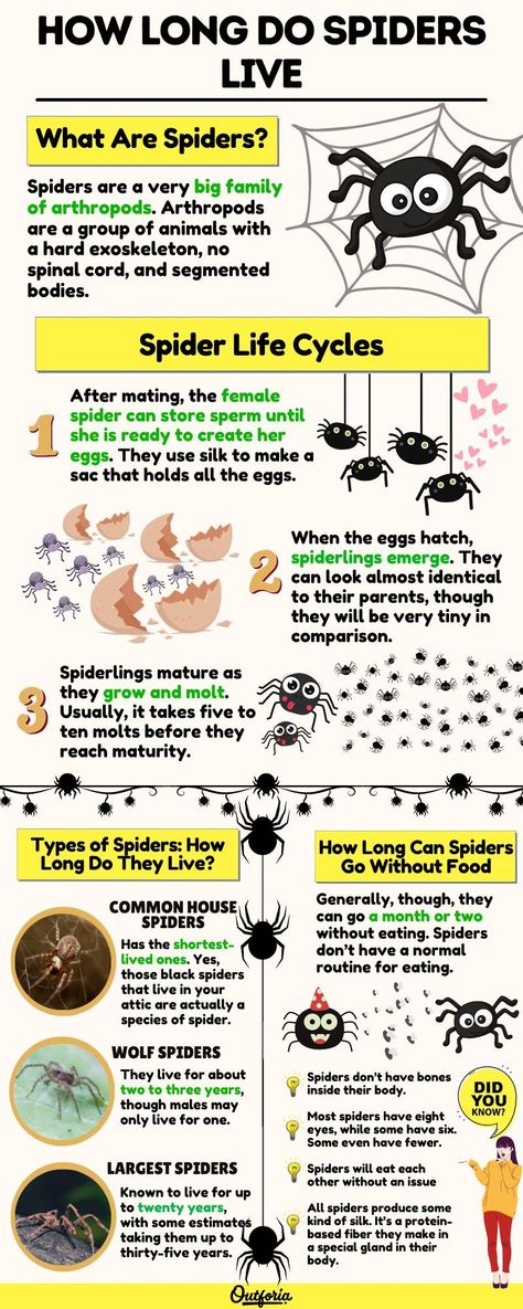 Different Types Of Spiders, Spider Types, Cool Spiders, Life Cycle Of A Spider, Poisonous Spiders Chart, Spider Infographic, Spider Unit Study, Parts Of A Spider, Spider Chart