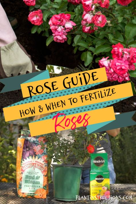 How to Fertilize Roses – Plant Instructions When To Fertilize Roses, Rose Food Gardening, Roses Garden Care, Rose Plant Care, Rose Fertilizer, Knockout Roses, Plant Tips, Rose Recipes, Rose Plant