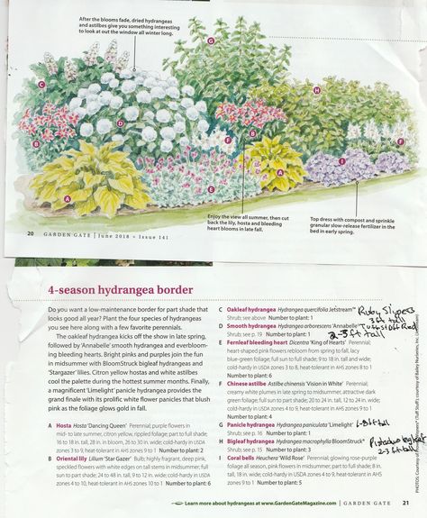 Ready to cultivate the garden of your dreams? 🏡 Dive into our simple guide for every gardener. Click for step-by-step instructions and easy tips! Hydrangea Garden Plan, Mixed Hydrangea Border, Pollinator Landscaping, Hydrangea Border Design, Hydrangea Border Landscaping, Hydrangea Companion Plants Front Yards, Hydrangea Border, Designing A Garden, Garden From Scratch