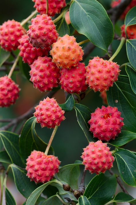 Cornus kousa - berries