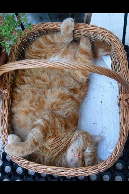 Cutest orange tabby cat in a basket I've seen so far today. Orange And White Cat, Orange Tabby Cats, Two Cats, Orange Cats, Orange Tabby, Red Cat, Ginger Cats, Cat Sleeping, Cute Cats And Kittens