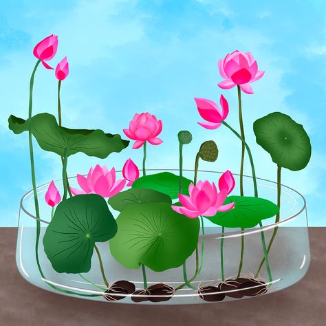 Can I grow Lotus without soil at home? Growing Lotus Indoors, How To Grow Lotus Seeds, How To Grow Lotus Plant At Home, Lotus Plant At Home, Lotus Flower In Water, Growing Lotus, Cosy Homes, Lotus Flower Seeds, Water Lotus