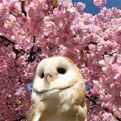 Purple Owl Aesthetic, Barn Owl Aesthetic, Cutest Animals On Earth, Barn Owls, Cute Owls, Secret Life Of Pets, Owl Pictures, Most Beautiful Animals, Pretty Animals