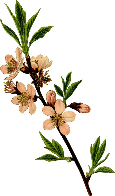 Almond tree by @Firkin, From a drawing in 'Die Giftpflanzen Deutschlands', Peter Esser, 1910., on @openclipart Almond Tree Branch Tattoo, Almond Blossom Drawing, Almond Tree Drawing, Almond Branch Tattoo, Almond Tattoo, Almond Flower Tattoo, Almond Drawing, Flower Tree Drawing, Almond Blossom Tattoo