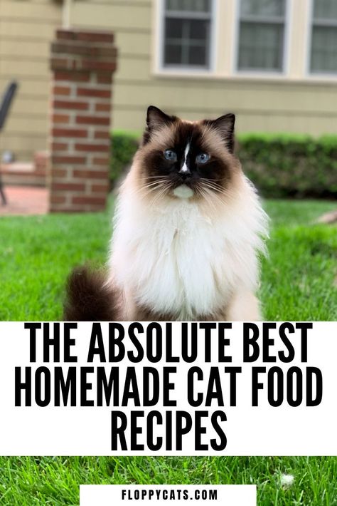 A Ragdoll Cat sitting and the pin title says The Absolute Best Homemade Cat Food Recipes Diy Cat Food Recipe, Food Surprise, Raw Cat Food Diet, Homemade Cat Treats Recipes, Organic Cat Food, Cat Food Recipe, Cat Food Recipes, Diy Cat Food, Healthy Cat Food