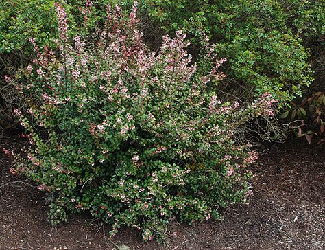 vaccinium ovatum, Evergreen Huckleberry.  plant habit, spring flowering Vaccinium Ovatum, Evergreen Huckleberry, Huckleberry Bush, Huckleberry Plant, Evergreen Flowers, Black Berries, Flowers Easy, California Native Plants, Oregon State University