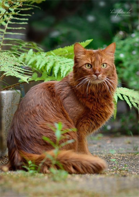 Dark red cat Orange Cats, Brown Cat, Haiwan Peliharaan, Airbrush Art, Red Cat, Warrior Cat, Fluffy Cat, Ginger Cats, Domestic Cat