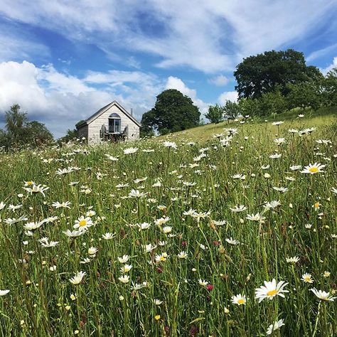 Meadow Aesthetic, Pretty Field, Storybook House, Goblincore Aesthetic, Wild Meadow, Wild Flower Meadow, Daisy Field, Flower Meadow, Fantasy Places