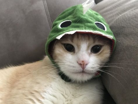 Pfp Dinosaur, Dinosaur Pfp, Dino Pfp, Cat Wearing Hat, Cat Dinosaur, Dino Wallpaper, Dino Costume, Penguin Hat, Dinosaur Hat