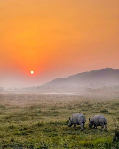 Kaziranga National Park, Peaceful Morning, Wild Waters, National Parks Photography, Color Drawing Art, Action Photography, Plan Book, Morning Sunrise, Forest Pictures