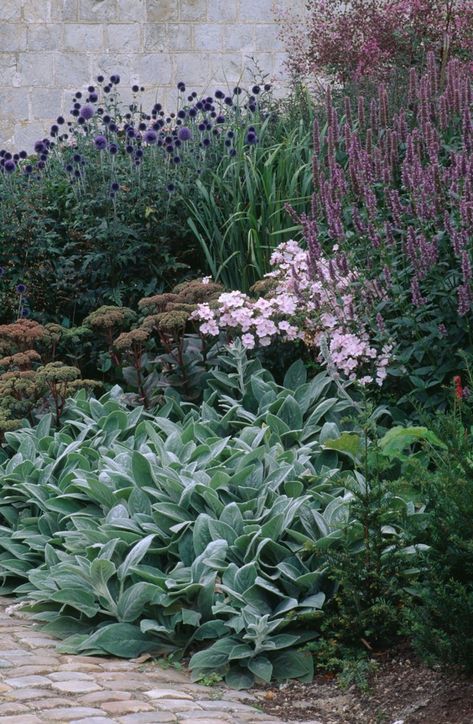 With fuzzy silver-green leaves, a clump of perennial Lamb's Ear looks like a velvet cloak thrown over a garden bed. Give it full sun and well-drained soil. Shaded Garden, Have Inspiration, Pet Animals, Mediterranean Garden, Plant Combinations, Plants And Flowers, Garden Borders, Garden Cottage, Shade Garden