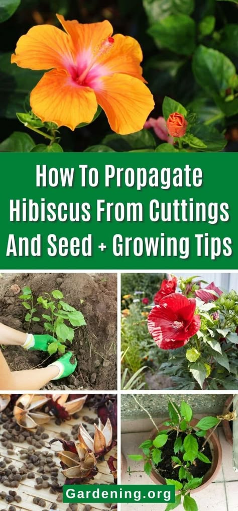 Propagate Hibiscus, Gardening Knowledge, Hibiscus Bush, Attracting Hummingbirds, Growing Hibiscus, Plants Grown In Water, Hibiscus Tree, Seed Growing, Hibiscus Garden