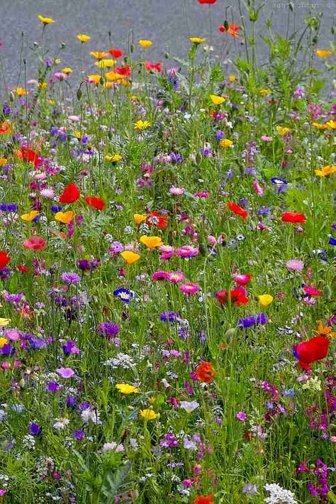 Wild Flower Meadow, Wallpaper Nature Flowers, Meadow Flowers, Wildflower Seeds, Wild Flower, Flower Field, Horticulture, Pretty Flowers, Beautiful Landscapes