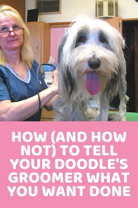 Doodle Haircuts (Head, Leg & Tail Variations) & Huge Collection of Pics! Labradoodle Grooming, Goldendoodle Haircuts, Goldendoodle Grooming, Lamb Cuts, Puppy Cut, Grooming Style, Minding My Own Business, Australian Labradoodle, You Doodle