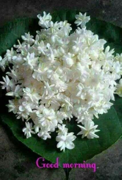 Good Morning Image - DesiComments.com Summer Flowers Garden, Jasmine Plant, Good Morning Nature, Good Morning Beautiful Flowers, Good Morning Flowers Gif, Good Morning Beautiful Images, Good Morning Images Flowers, Jasmine Flower, Garden Design Ideas