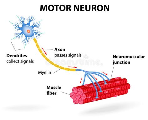 Motor neuron. Vector diagram. Structure motor neuron. Vector diagram. Include de , #Ad, #motor, #Structure, #dendrites, #Include, #neuron #ad Neuron Diagram, Guillain Barre, Spinal Muscular Atrophy, Motor Neuron, Golf School, Scientific Articles, Muscle Weakness, Sweat Gland, Structure And Function