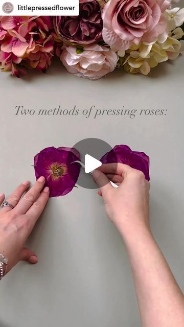 💐Flower Press Tips🌷by Berstuk on Instagram: "There’s a number of ways to press roses to achieve different results. Here’s two examples of pressing them open-faced. Both these roses were pressed at the same time almost three weeks ago. The one on the left is pressed whole or complete, and the one on the right was deconstructed then reconstructed once pressed. The deconstructed rose is already dry and the petals have more definition, whereas the complete rose needs longer in the press. For more on how to press roses, check out the guidebook ‘Pressing Roses and Trickier Flowers’ available on the website 🔗 PLUS it’s on sale 🌹 📸 Tip from the amazing @littlepressedflower 🩷✨ —————————————————— #flowerpress #flowerpressing #flowerpressed #flowerpressings #flowerpressingart #flowerpressing Pressing Large Flowers, Pressing Roses Diy, Pressed Roses Diy, Press Roses Diy, Save Flowers From Boyfriend, How To Press Roses In A Frame, How To Press Roses In A Book, How To Preserve Rose Petals, Dry Rose In Book