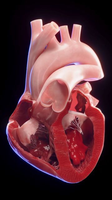 Heart Pumping Blood, Heart Blood Flow, Anatomy Of The Knee, Human Heart Anatomy, Heart Diagram, Basic Anatomy And Physiology, Medical Videos, Heart Anatomy, Human Body Anatomy