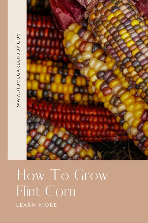 Learn how to grow flint corn, a beautiful fall decoration. It is edible but most often grown to decorate doorways during the fall holidays. Learn to grow decorative corn in your backyard. #flintcorn #fallharvest #gardening via @sevenoaksjeanne Grow Corn, Flint Corn, Hummingbird Food, Growing Corn, Indian Corn, Fall Decoration, Grow Your Own Food, Fall Holidays, Grow Your Own