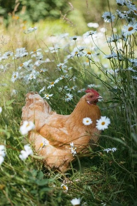 Abandoned Farmhouse, Tattoo Animal, Future Farms, Cottage Aesthetic, Lambada, Wallpaper Nature, Hobby Farms, Birds Tattoo, A Chicken