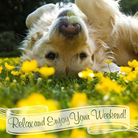 Relax and Enjoy Your Weekend! #weekend dog flowers happy Psy I Szczenięta, Love My Dog, Summer Dog, Golden Retrievers, Senior Dog, Puppy Dog, Mans Best Friend, Dog Grooming, I Love Dogs