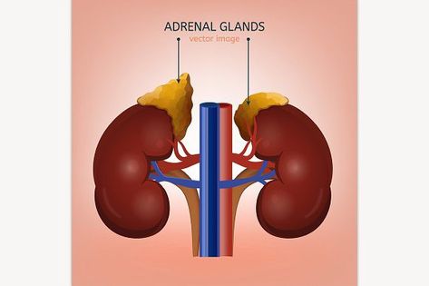 Adrenal Glands #biology Medical Vector, Human Kidney, Adrenal Gland, Adrenal Glands, Cross Section, Light Blue Background, Reproductive Health, Handmade Artwork, Saint Pierre And Miquelon