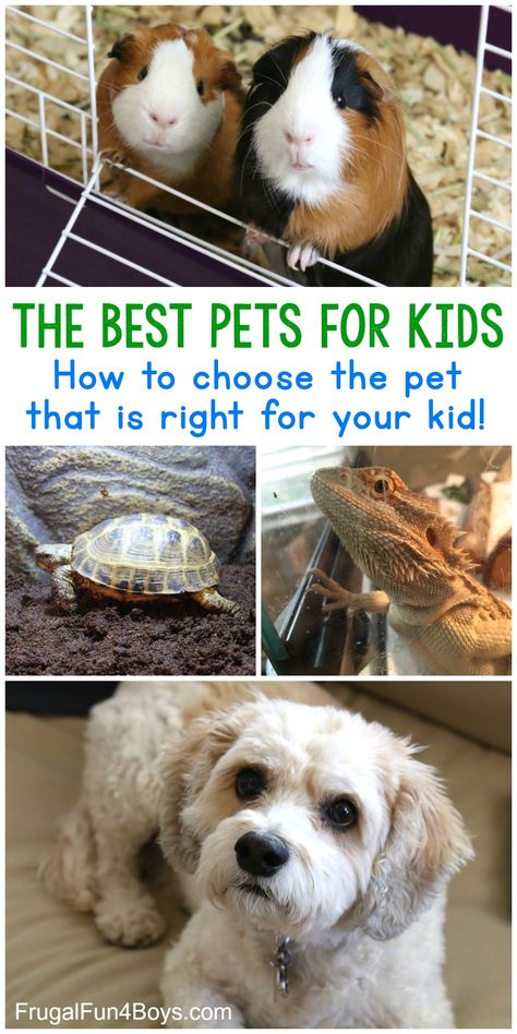 The Best Pets for Kids - Choose the best pet for your child! - Frugal Fun For Boys and Girls Small Pets For Kids, Best Pets For Kids, Pets For Kids, Low Maintenance Pets, Getting A Kitten, Easy Pets, Pet People, Indoor Pets, Getting A Puppy