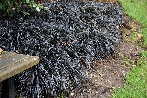 Black Beauties: 8 Favorite Dark Colored Plants - Gardenista Ophiopogon Planiscapus, Black Mondo, Black Mondo Grass, Garden Border Edging, Black Grass, Alpine Garden, Nursery Garden, Perennial Grasses, Grass Flower