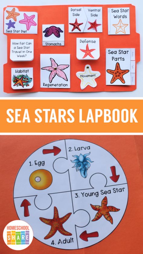 Free Sea Stars Lapbook - Homeschool Share Starfish Activities, Morsko Dno, Fish Life Cycle, Cycle For Kids, Daycare Classroom, Under The Sea Crafts, Ocean Theme Preschool, Star Science, Pets Preschool Theme