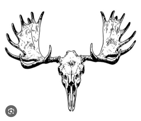 Moose Skeleton Tattoo, Bull Moose Tattoo, Deer Skull Back Tattoo, Skull Drawing Animal, Moose Skull Drawing, Animal Skulls Tattoo, Moose Antlers Tattoo, Raccoon Skull Tattoo, Moose Head Tattoo