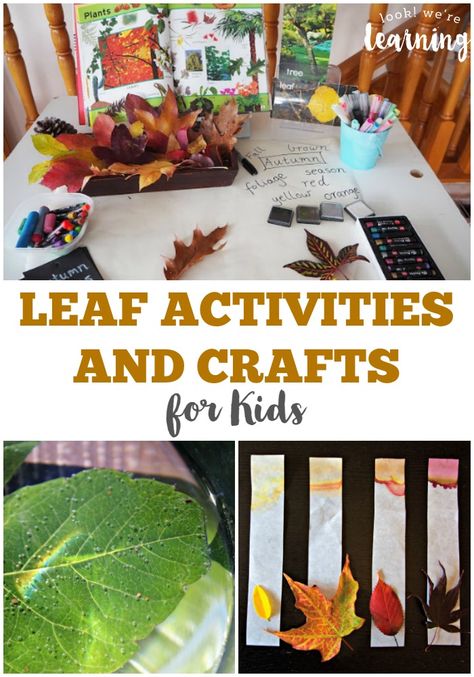 Free Homeschool Unit Studies: Fall Leaves Fall Leaf Activities, Fall Leaves Activities, Leaf Activities, Free Family Activities, Autumn Leaves Craft, Crafts And Activities For Kids, Fun Fall Crafts, Easy Fall Crafts, Fun Fall Activities