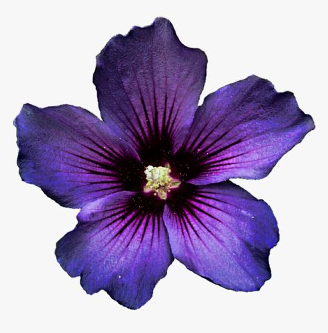 Flower No Background, Background Hd Png, Flower Png Transparent, Lavender Flower, Background Hd, No Background, Purple Flower, Png Download, Transparent Png