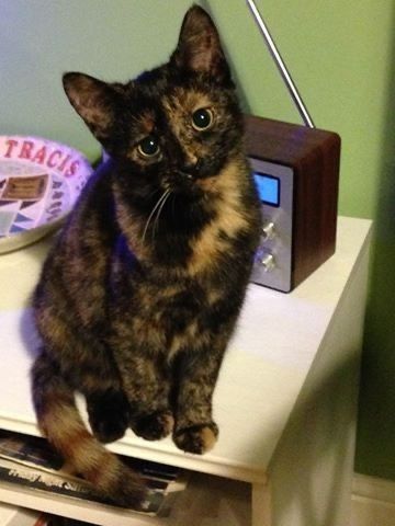 Tortie Kitten, Tortoiseshell Cats, Calico Cats, Winter Road, Cat Call, Tortoise Shell Cat, Söt Katt, Puppies And Kitties, Silly Cats Pictures