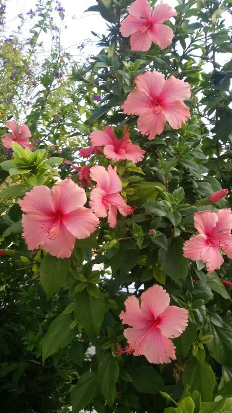 Hibiscus Flower Lockscreen, Hibiscus Flower Garden, Pink Hibiscus Flower Aesthetic, Pink Hibiscus Wallpaper, Hibiscus Flower Bouquet, Hibiscus Flower Aesthetic, Pink Hawaiian Flowers, Hibiscus Flower Wallpaper Aesthetic, Hibiscus Aesthetic